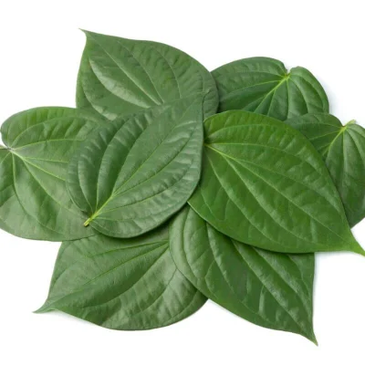 Betel leaves Betel leaves