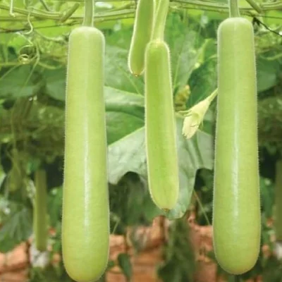 Bottle Gourd Bottle Gourd