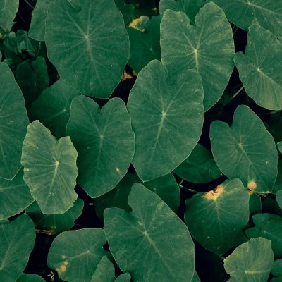 Colocasia leaves Colocasia leaves