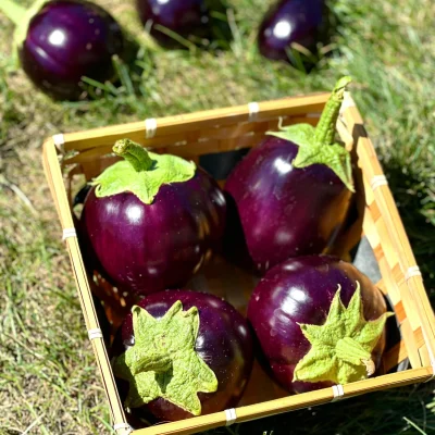 Egg Plants Egg Plants