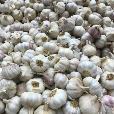 Garlic Garlic