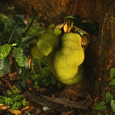 Jackfruits Jackfruits