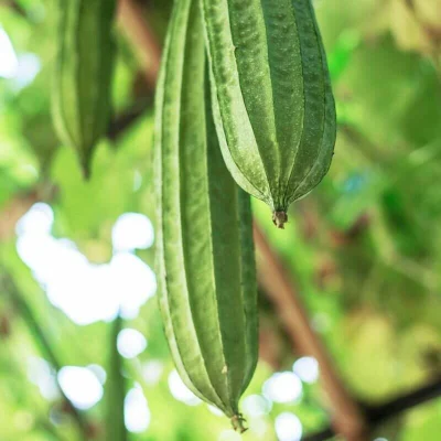 Ridge Gourd Ridge Gourd