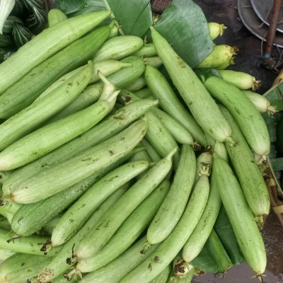 Sponge Gourd Sponge Gourd