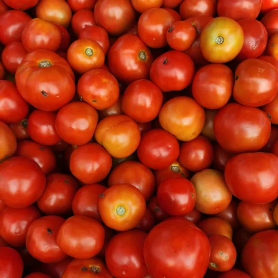 Tomatoes Tomatoes