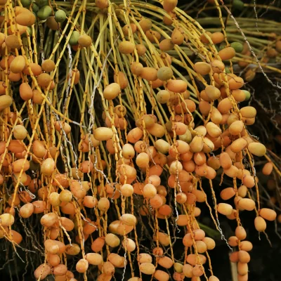 Yellow Dates Yellow Dates