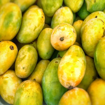 mango mango